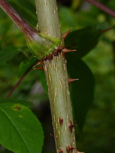 {Aralia spinosa}